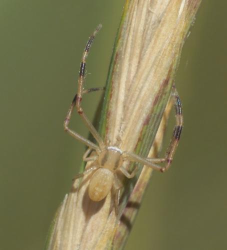 Réf. 275 457 : Runcinia grammica